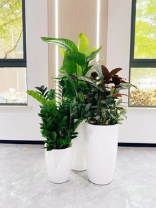 宁波北仑绿化养护价格实惠